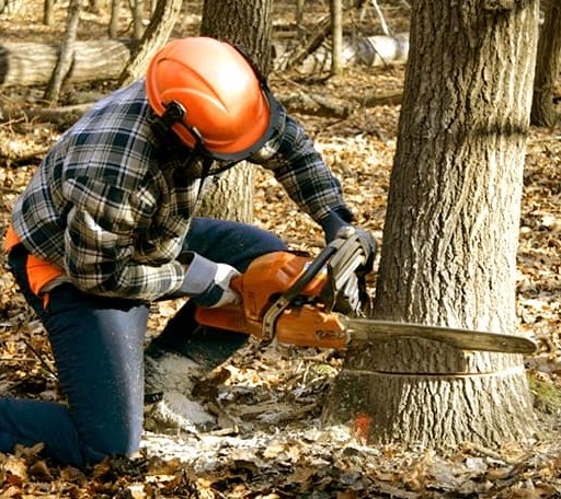 Tree Removal in Fredericksburg, PA